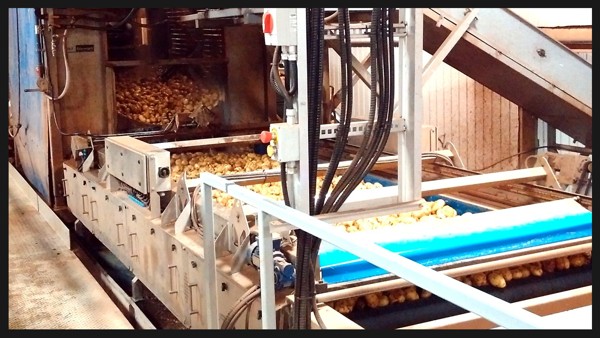 Washer and Tumbler cleans potatoes